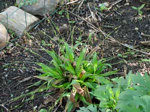 Seersucker Sedge, Plantainleaf Sedge /
Carex plantaginea